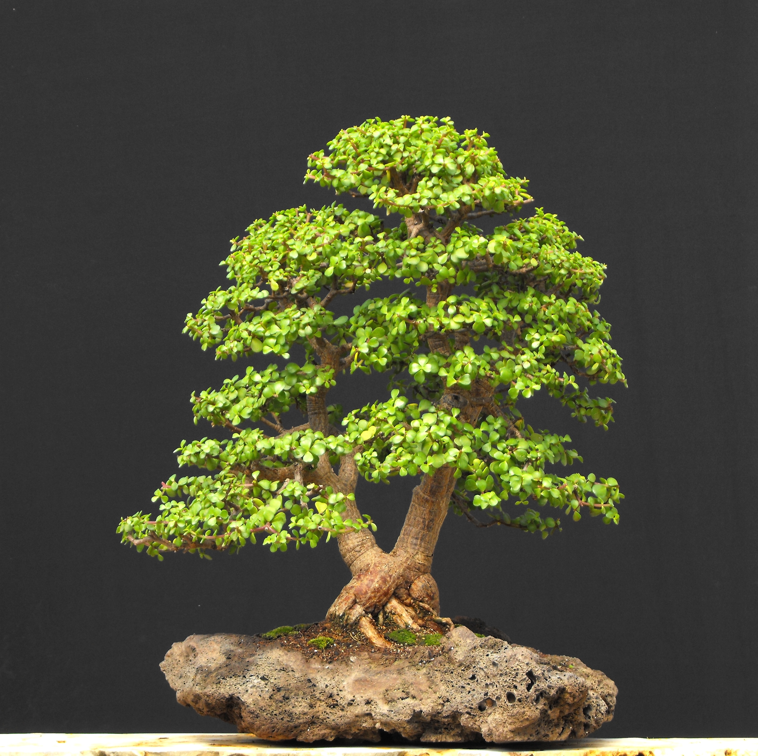 https://bonsaiwiki.files.wordpress.com/2014/05/elephants-food-bonsai.jpg